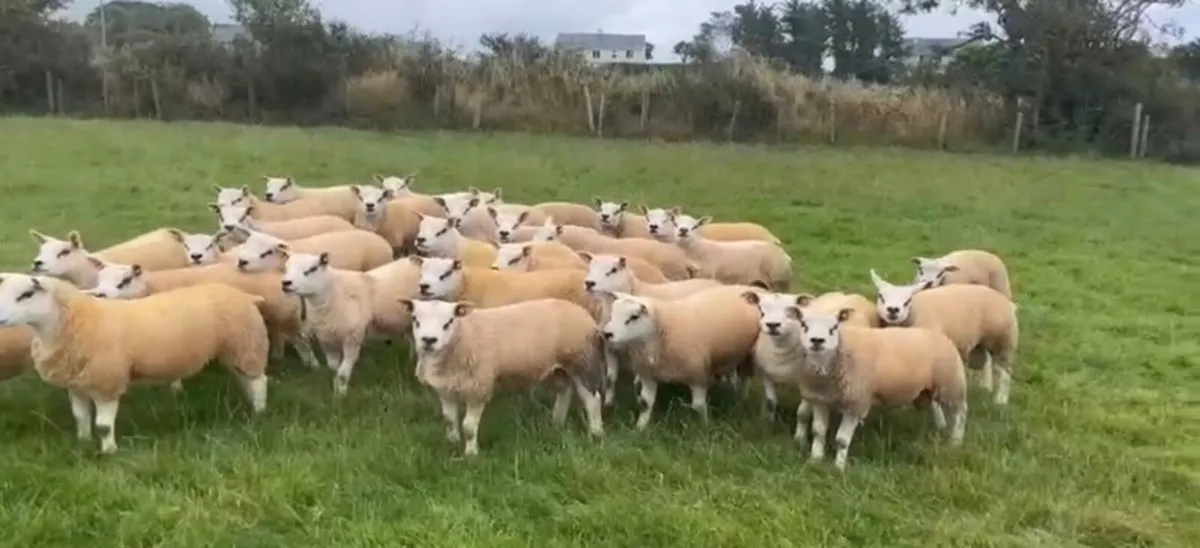 SIS Approved Texel Ram Lambs & Ewe Lambs - Image 4