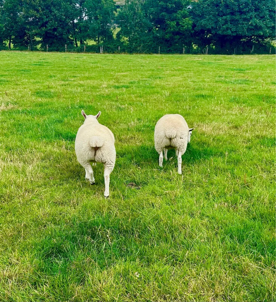 Quality ewe lambs - Image 3