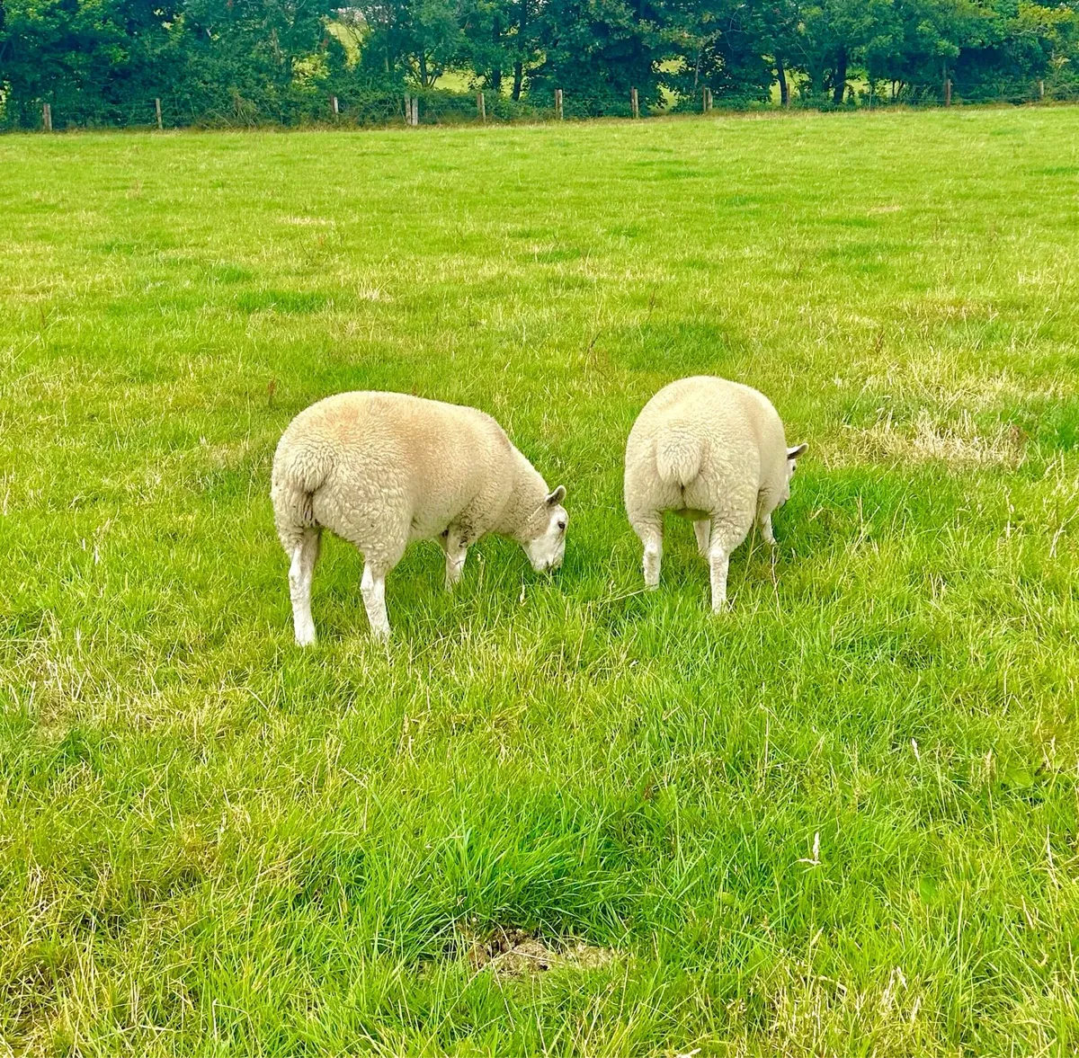 Quality ewe lambs - Image 4