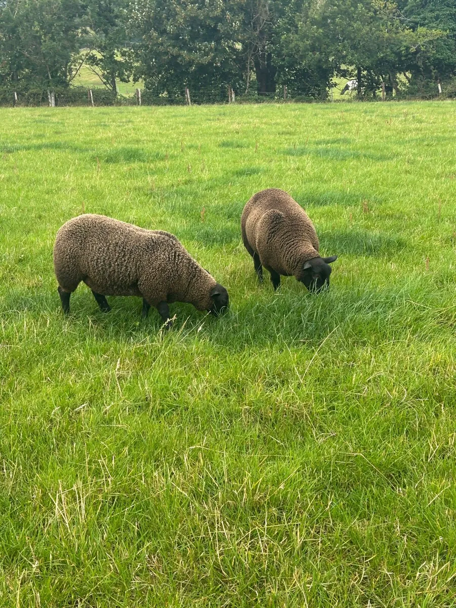 Quality ewe lambs - Image 2