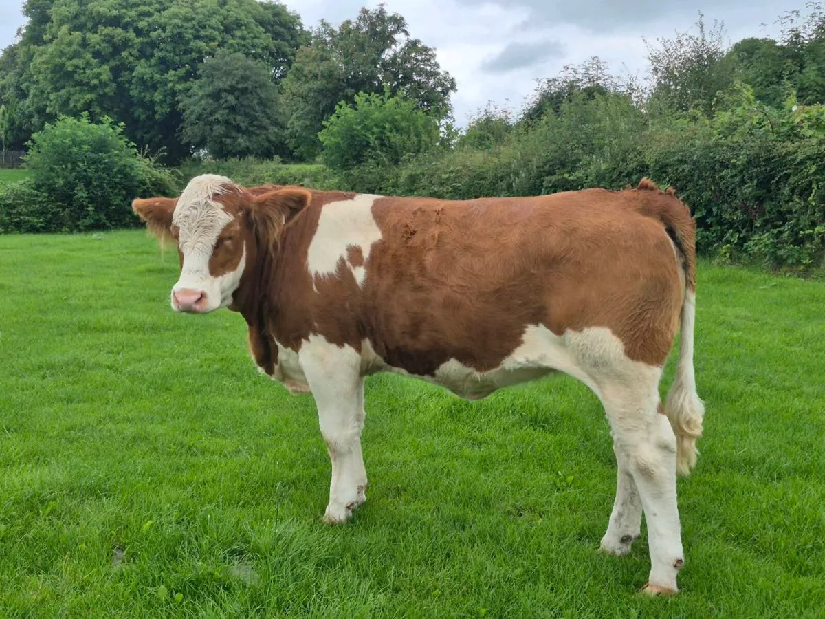 PEDIGREE POLLED SIMMENTAL BULLS AND HEIFERS - Image 1