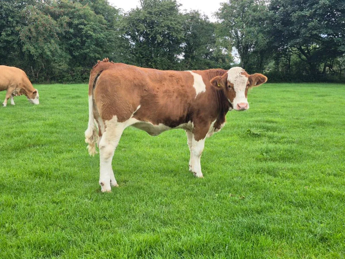 PEDIGREE POLLED SIMMENTAL BULLS AND HEIFERS - Image 2