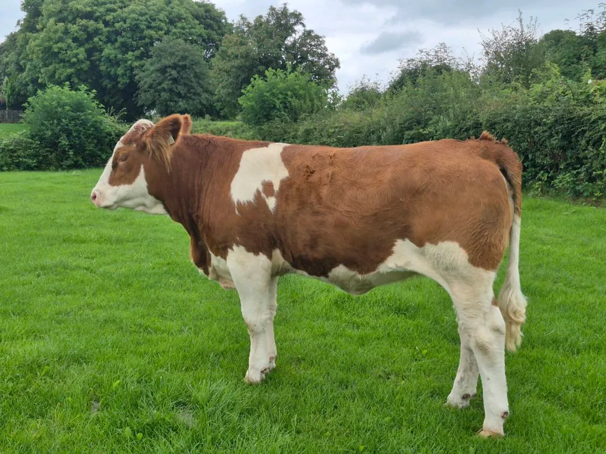 PEDIGREE POLLED SIMMENTAL BULLS AND HEIFERS - Image 3