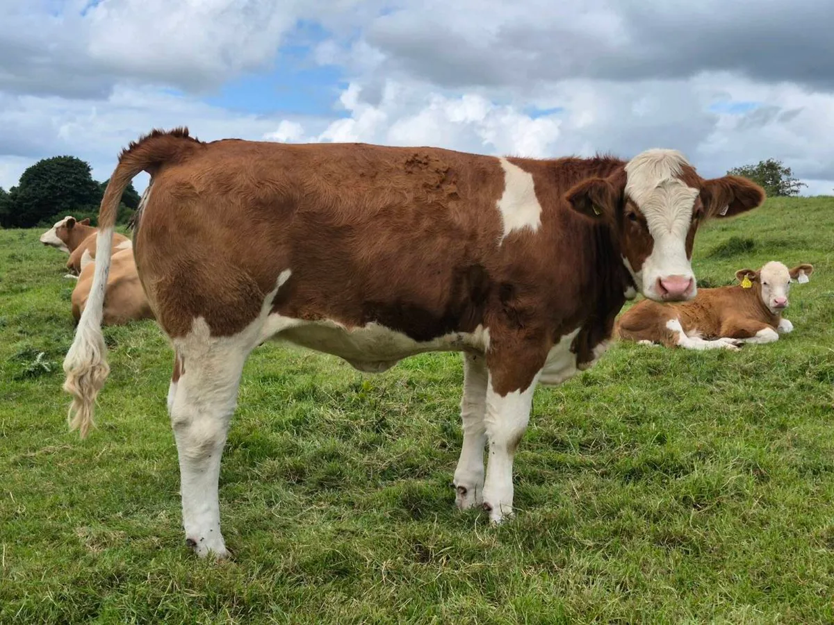 PEDIGREE POLLED SIMMENTAL BULLS AND HEIFERS - Image 4