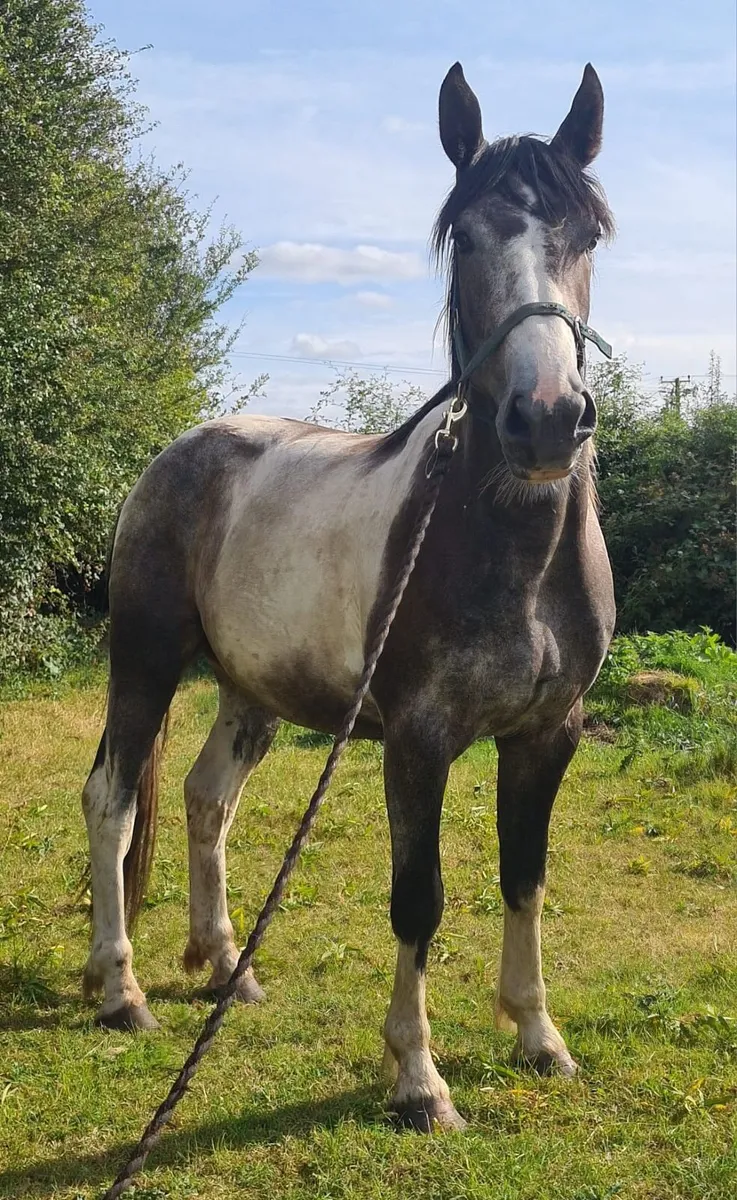 Gelding for sale - Image 1