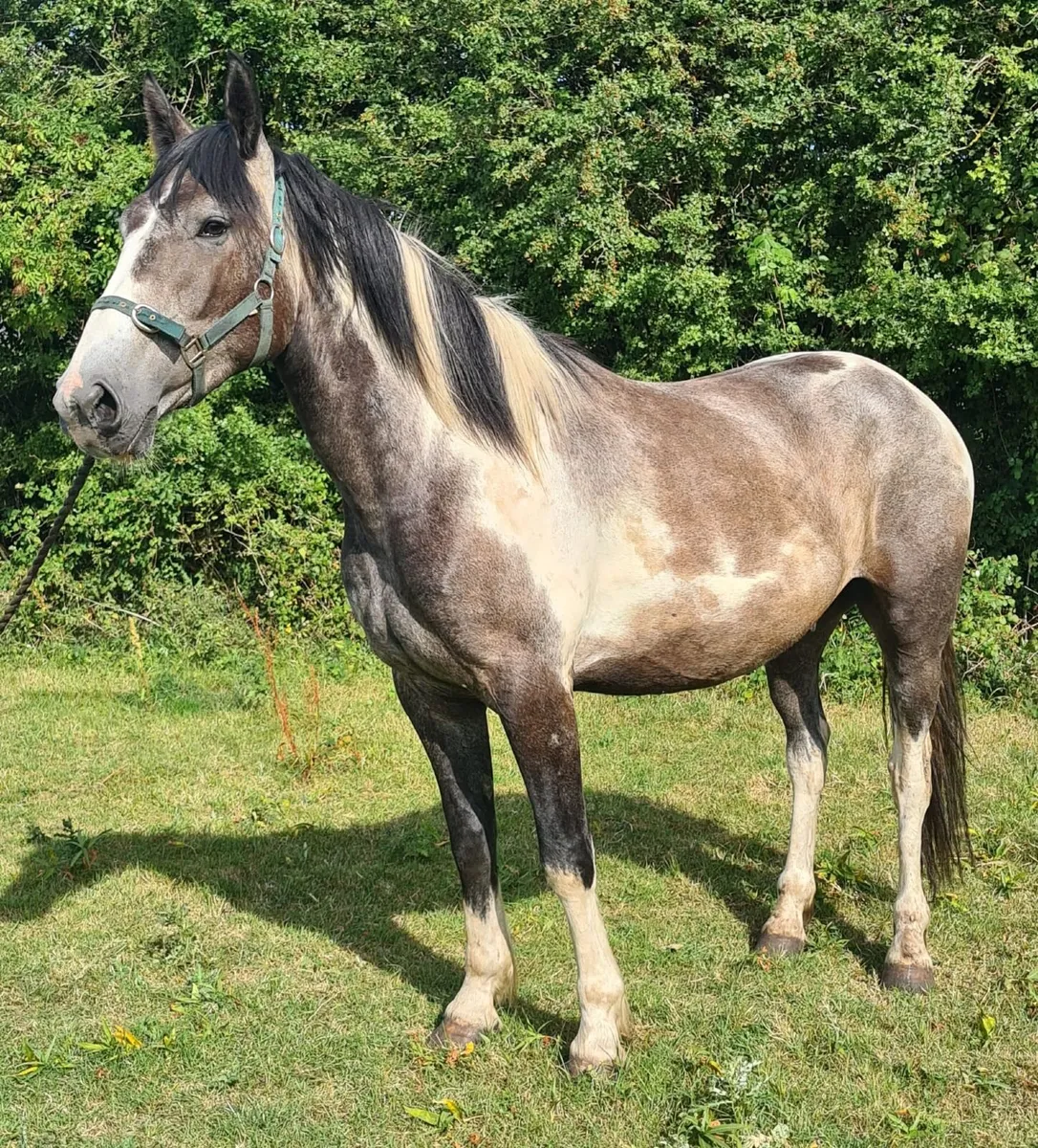 Gelding for sale - Image 2