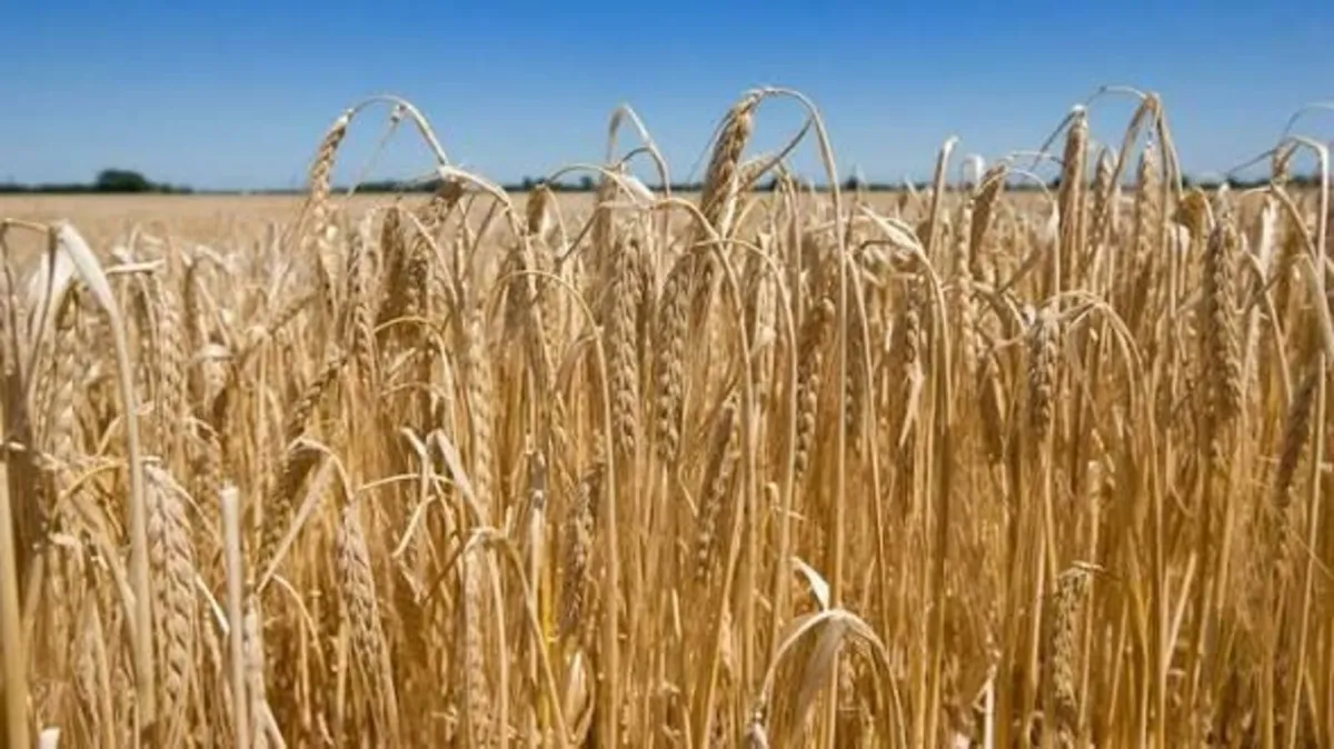 Winter barley seed Tardis