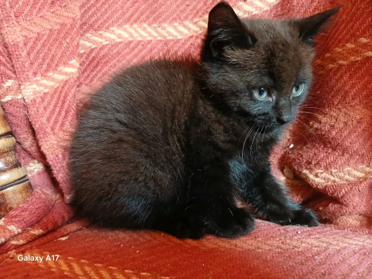 Briish Shorthair X Kitten Male - Image 2