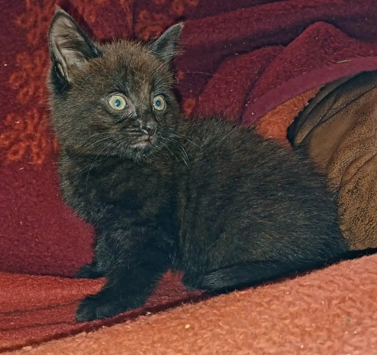Briish Shorthair X Kitten Male - Image 1