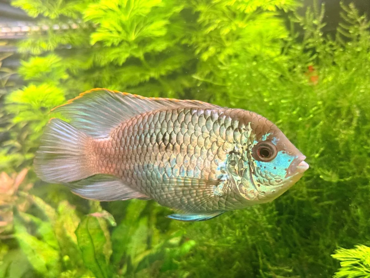 Electric blue acara cichlid 4-5 inches - Image 1