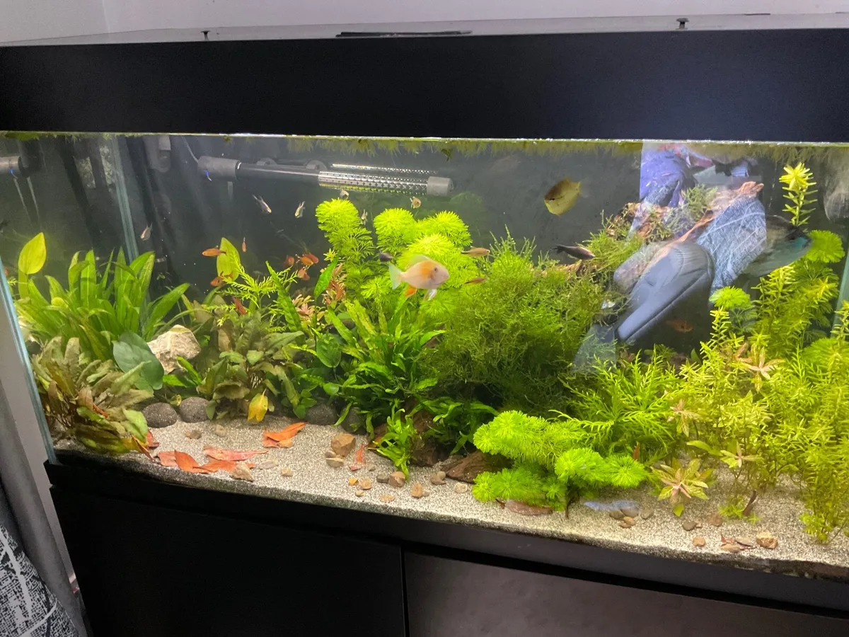 Electric blue acara cichlid 4-5 inches - Image 2