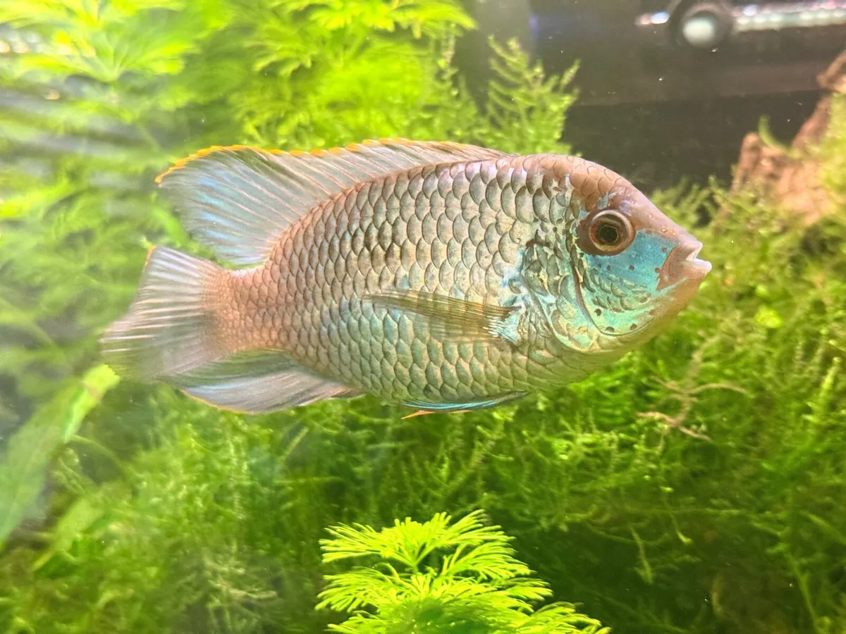 Electric blue acara cichlid 4-5 inches - Image 3
