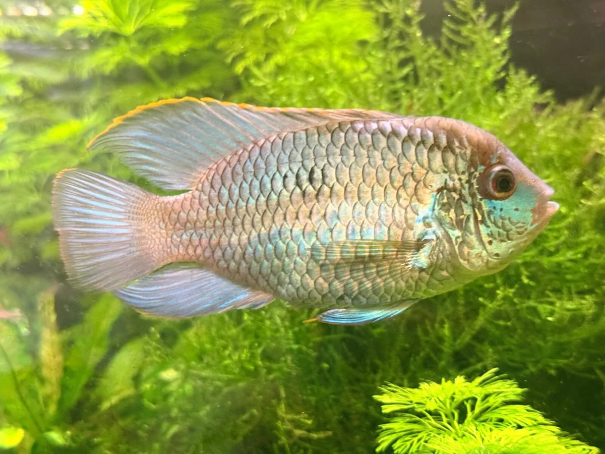 Electric blue acara cichlid 4-5 inches - Image 4