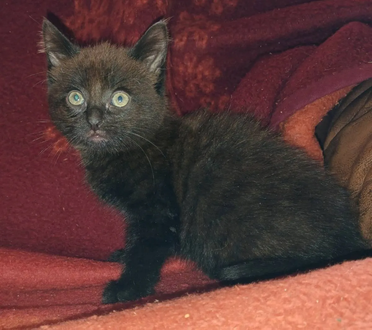 Briish Shorthair X Kitten Male - Image 3