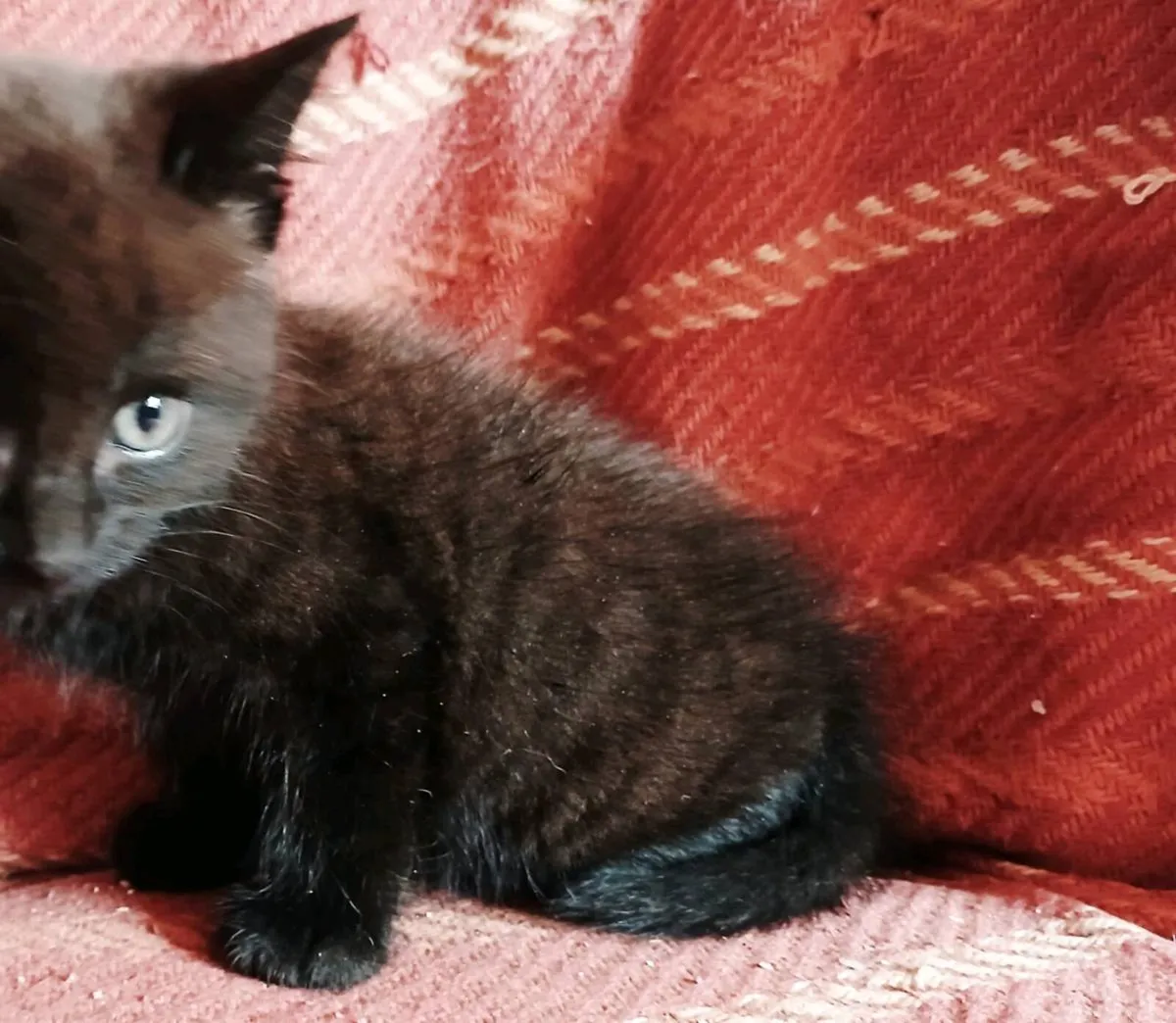 Briish Shorthair X Kitten Male - Image 4
