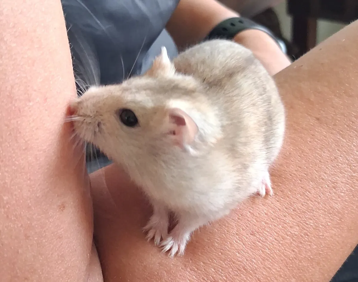 Hamsters - Image 4