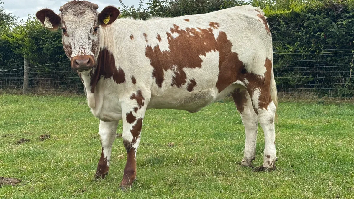 5 ⭐️ Genotyped Irish Moiled X Heifer - Image 3