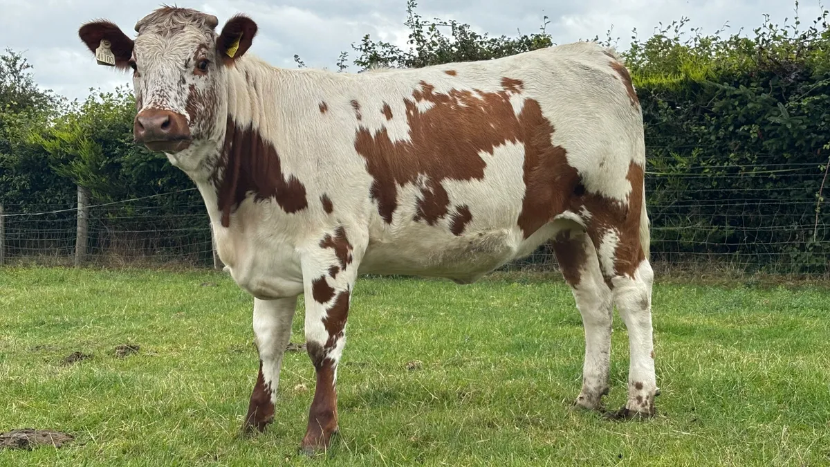 5 ⭐️ Genotyped Irish Moiled X Heifer - Image 1