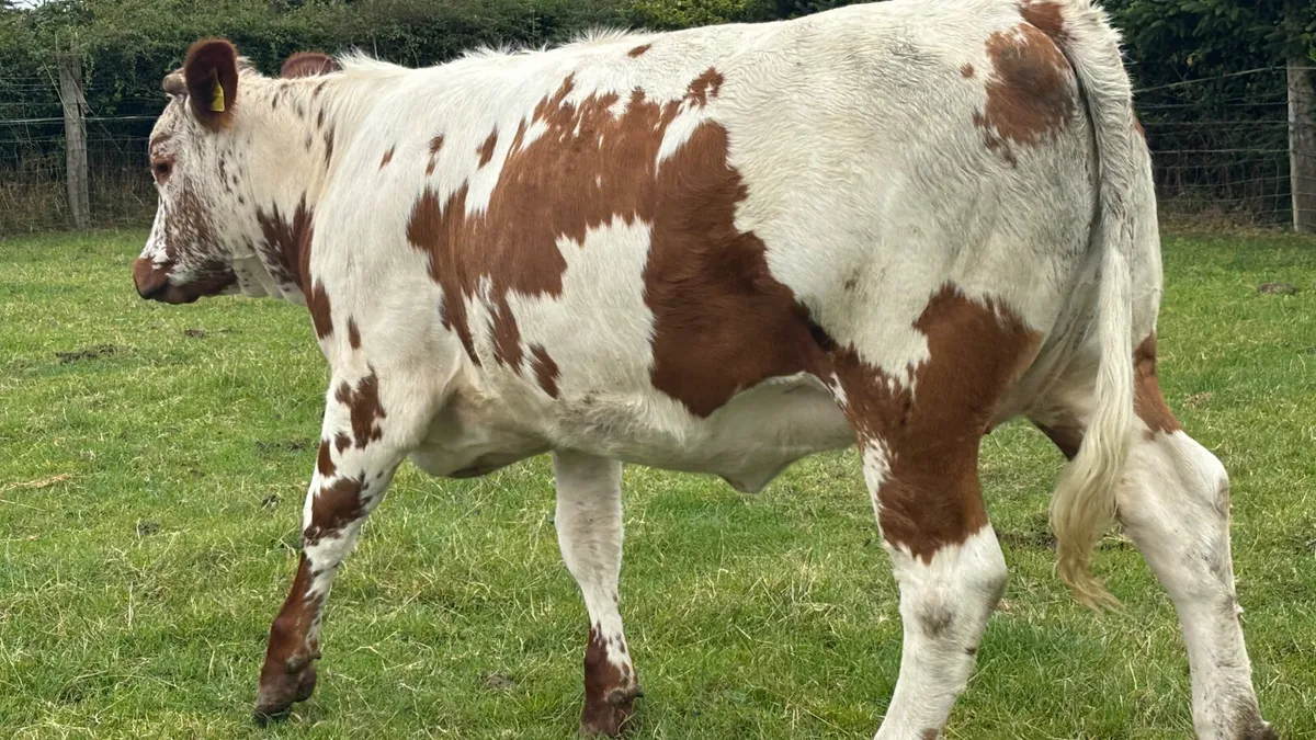 5 ⭐️ Genotyped Irish Moiled X Heifer - Image 2