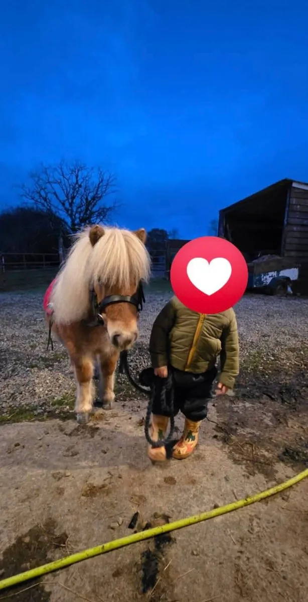 Mini Shetland - Image 1