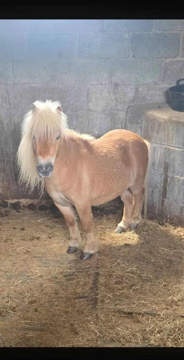 Mini Shetland - Image 3