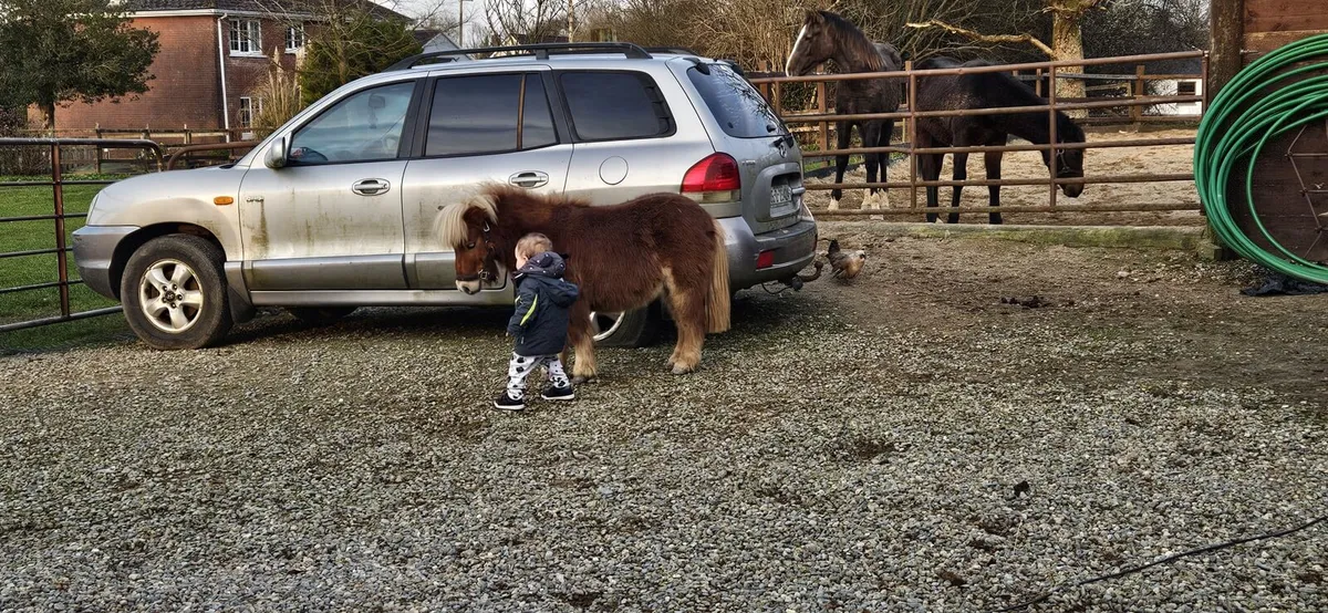 Mini Shetland - Image 4
