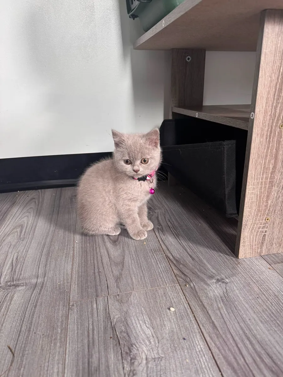 British Shorthair Kitten Lilac Colour Female - Image 3