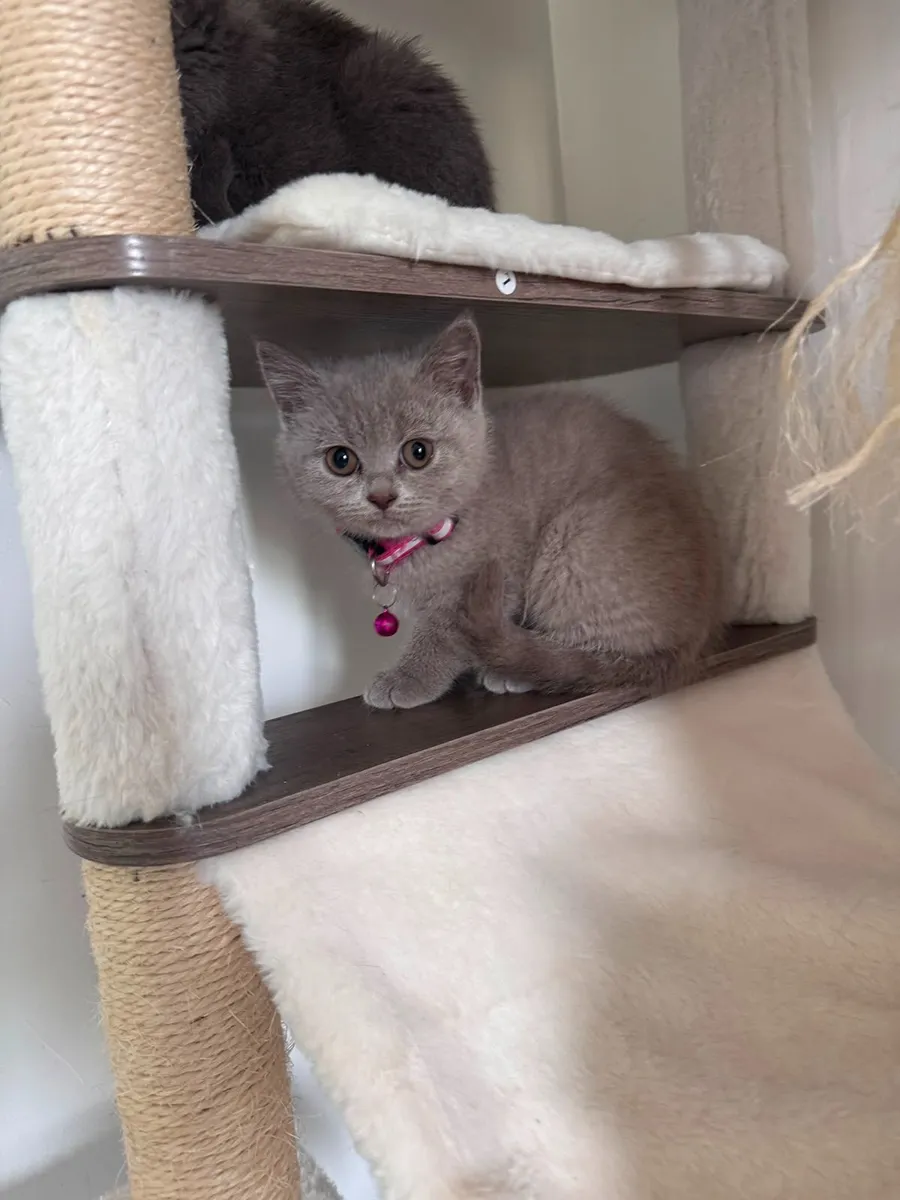 British Shorthair Kitten Lilac Colour Female - Image 4