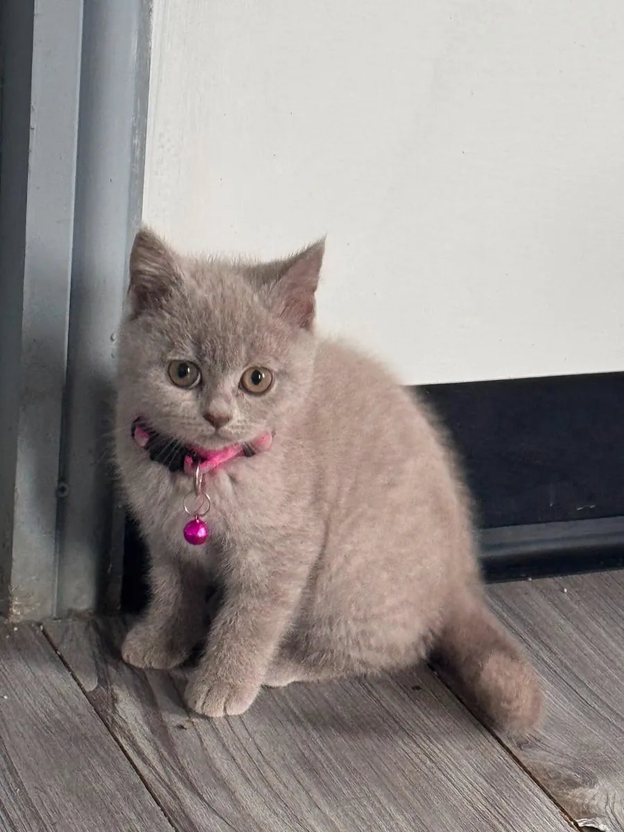 British Shorthair Kitten Lilac Colour Female - Image 4