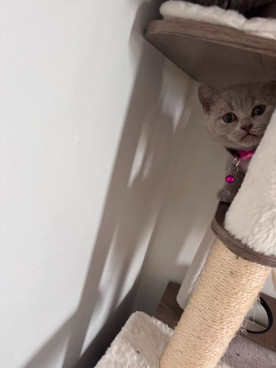 British Shorthair Kitten Lilac Colour Female - Image 3