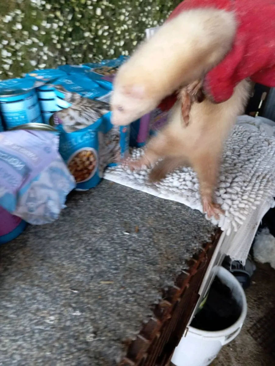 ferrets - Image 1