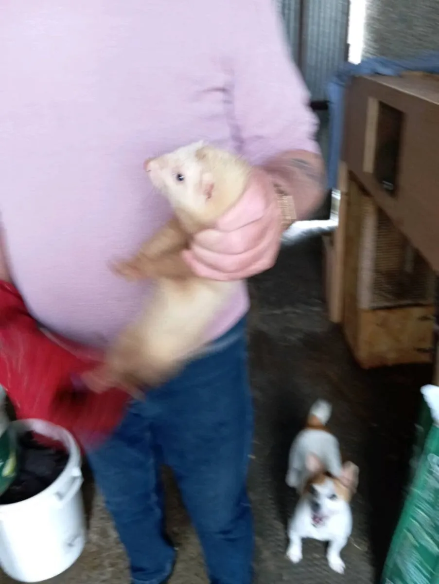 ferrets - Image 2