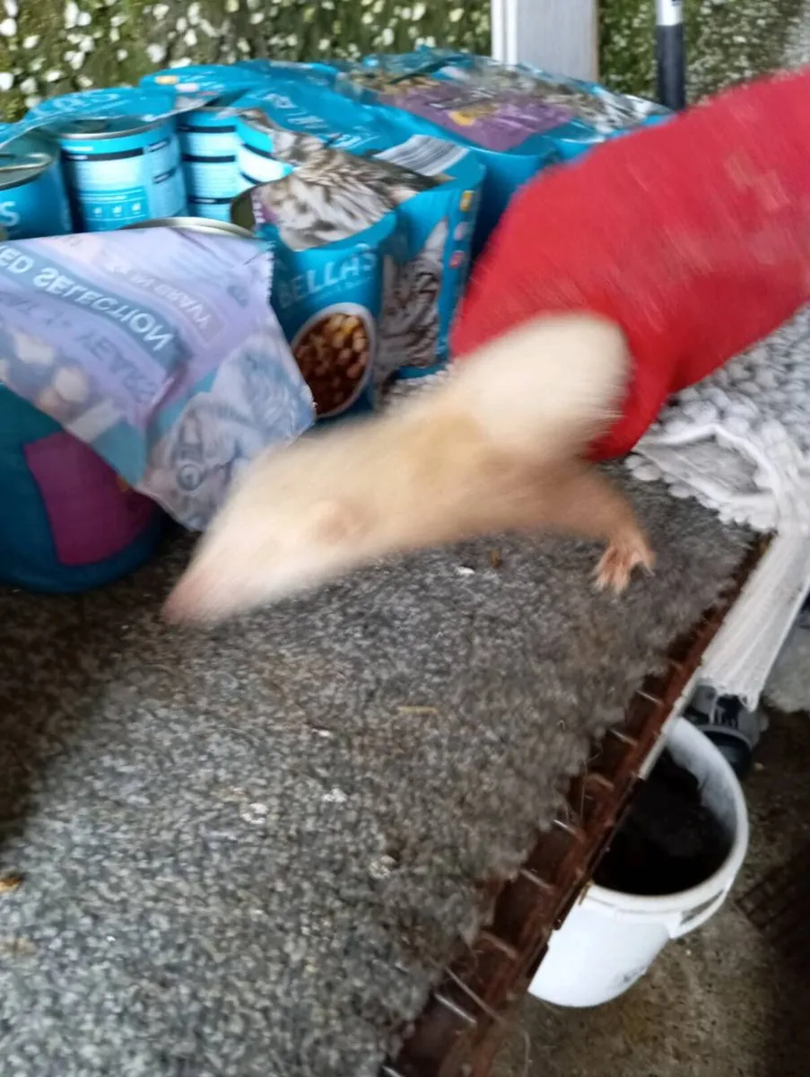 ferrets - Image 3