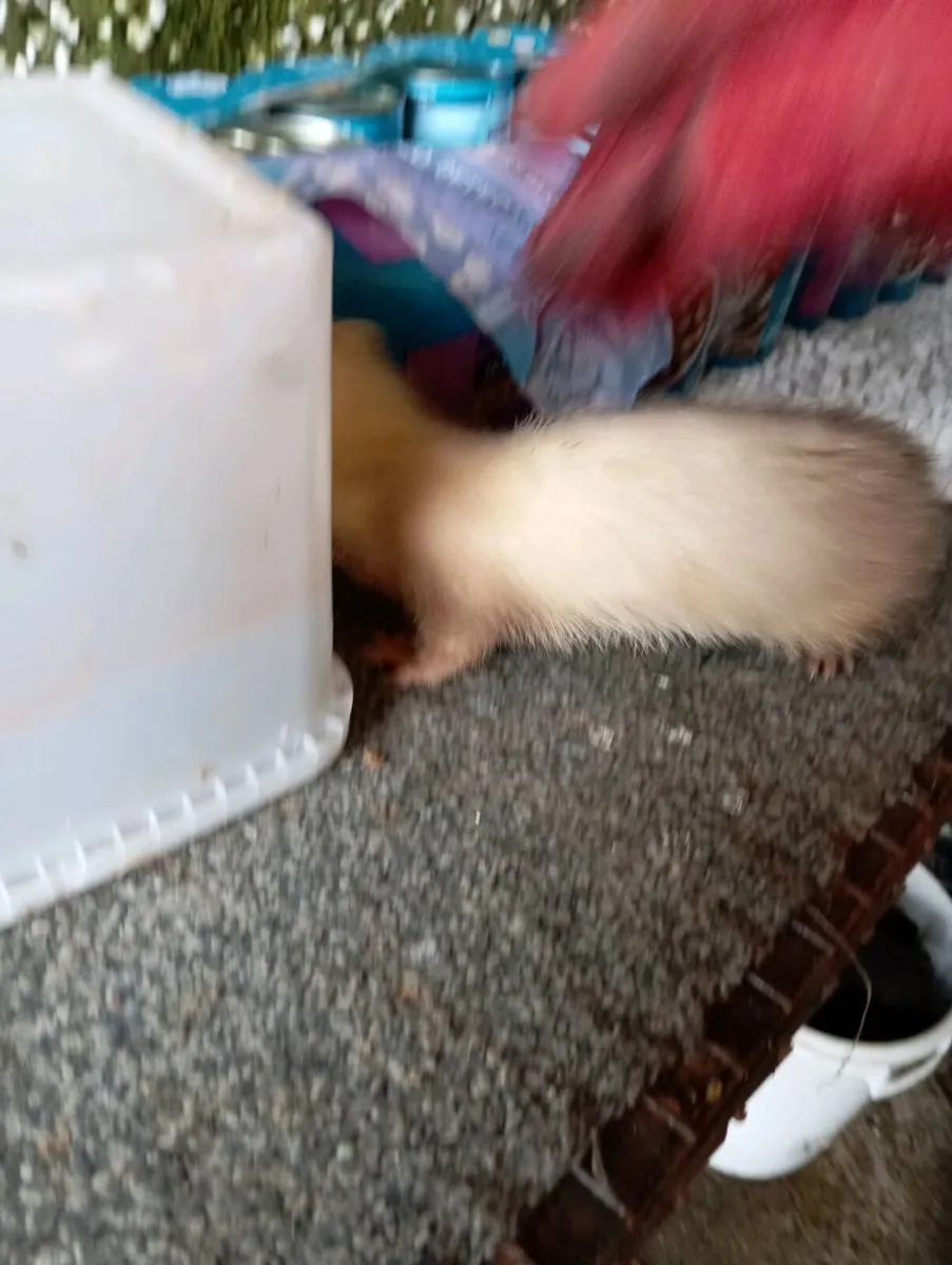ferrets - Image 4