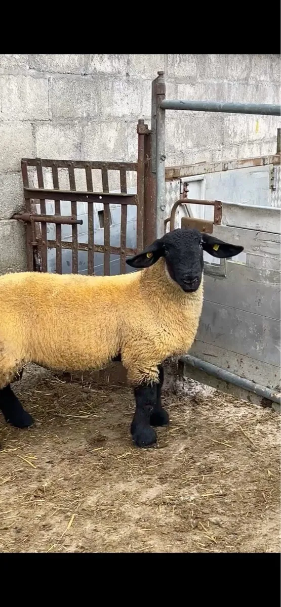Pedigree Suffolk and Charolais rams - Image 1