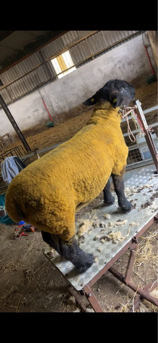 Pedigree Suffolk and Charolais rams - Image 2