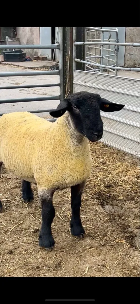 Pedigree Suffolk and Charolais rams - Image 3
