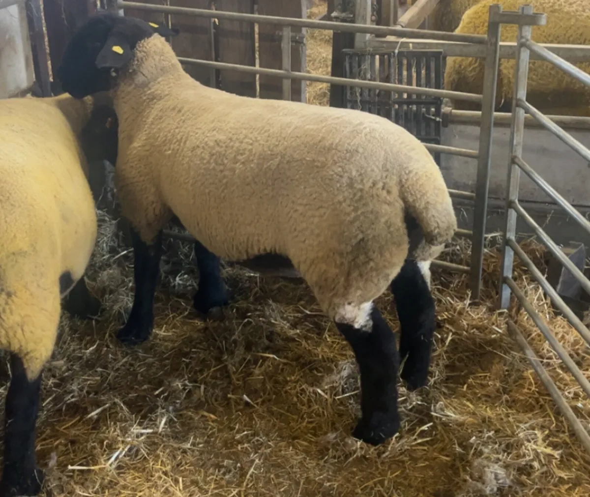Pedigree Suffolk and Charolais rams - Image 4