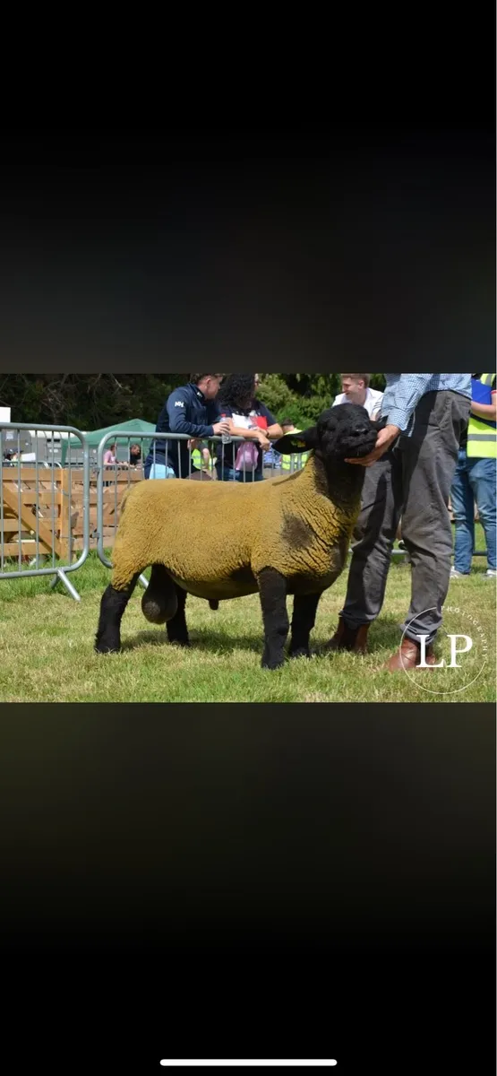 Pedigree Suffolk and Charolais rams - Image 1