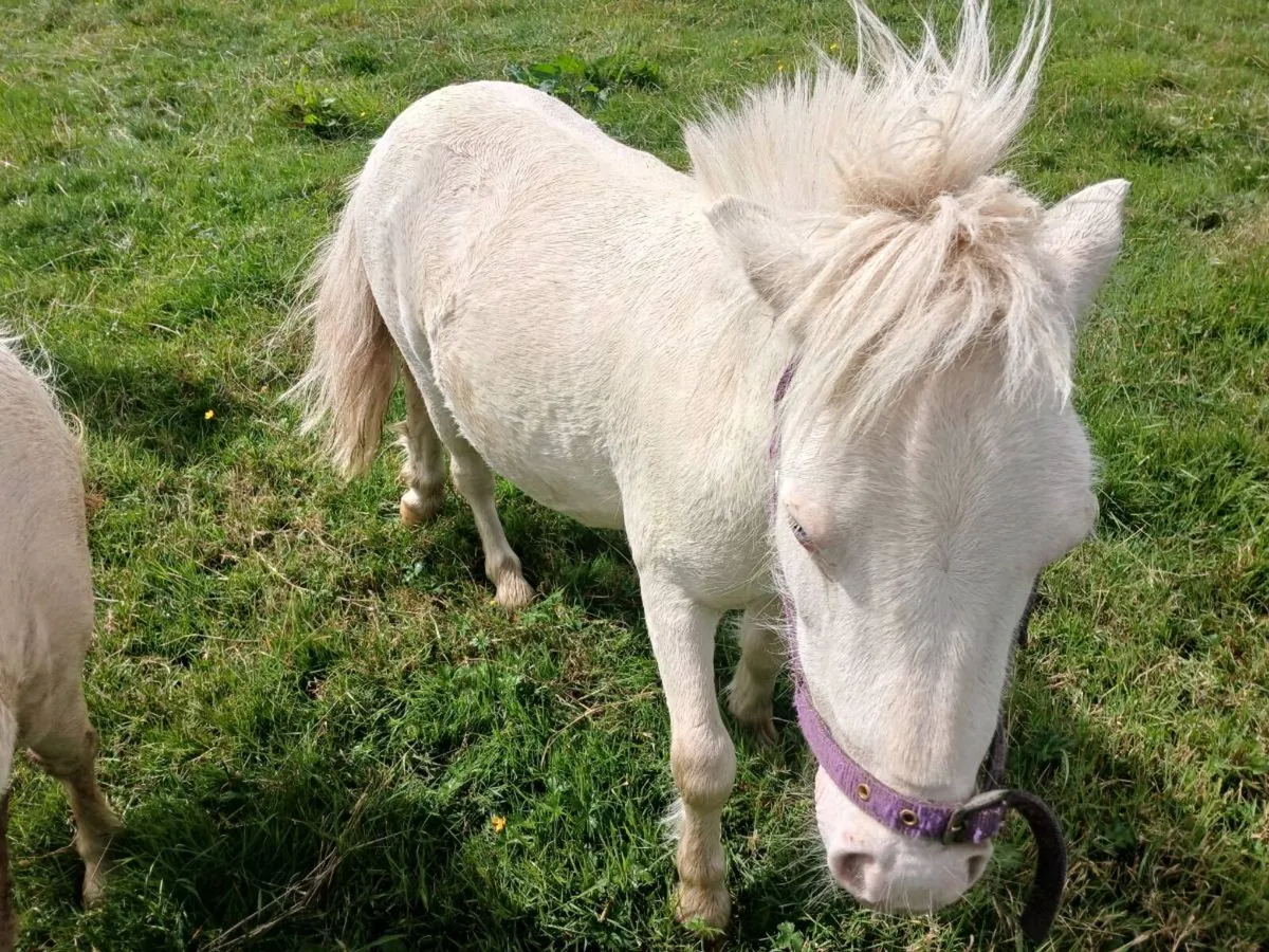 Minature colt very quiet sweet - Image 3