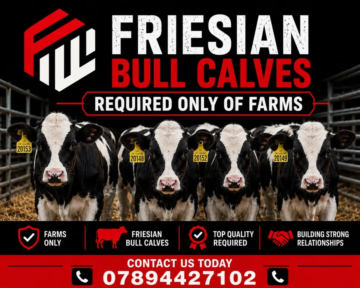 Fr bull calves