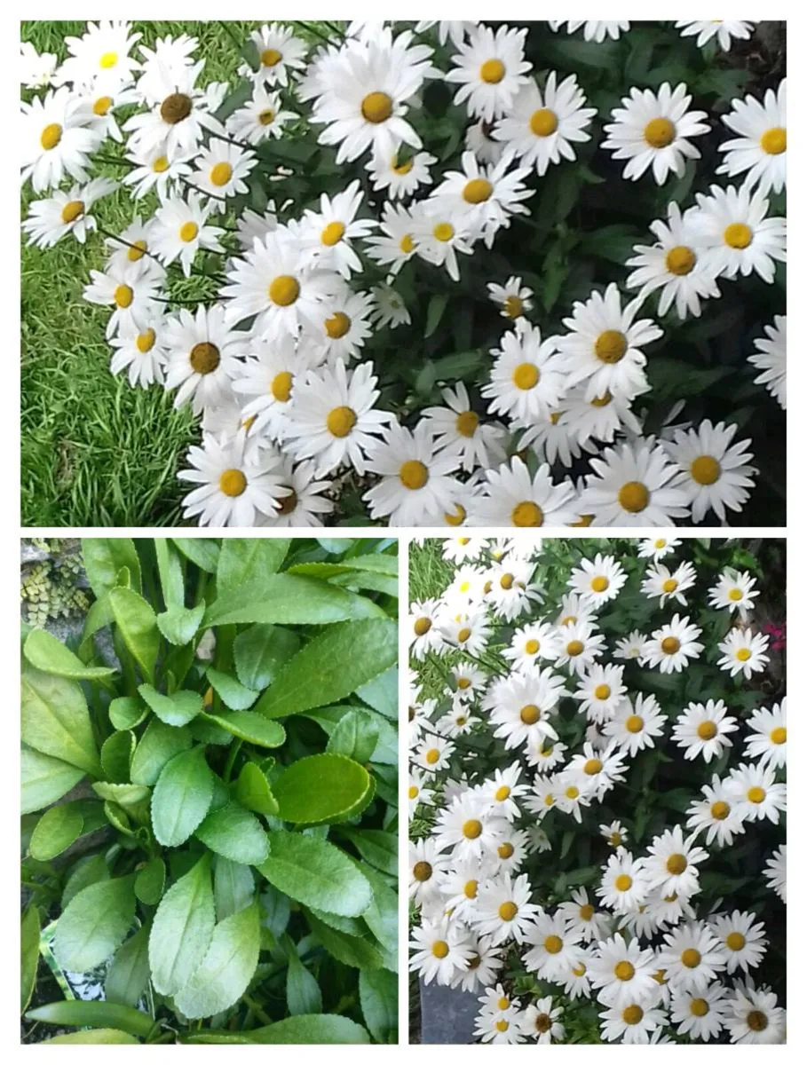 Shasta daisy's Plant perennial tall Hardy plant. f - Image 1