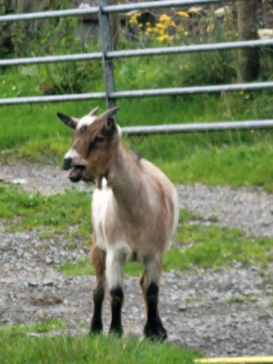 Pygmy female - Image 1