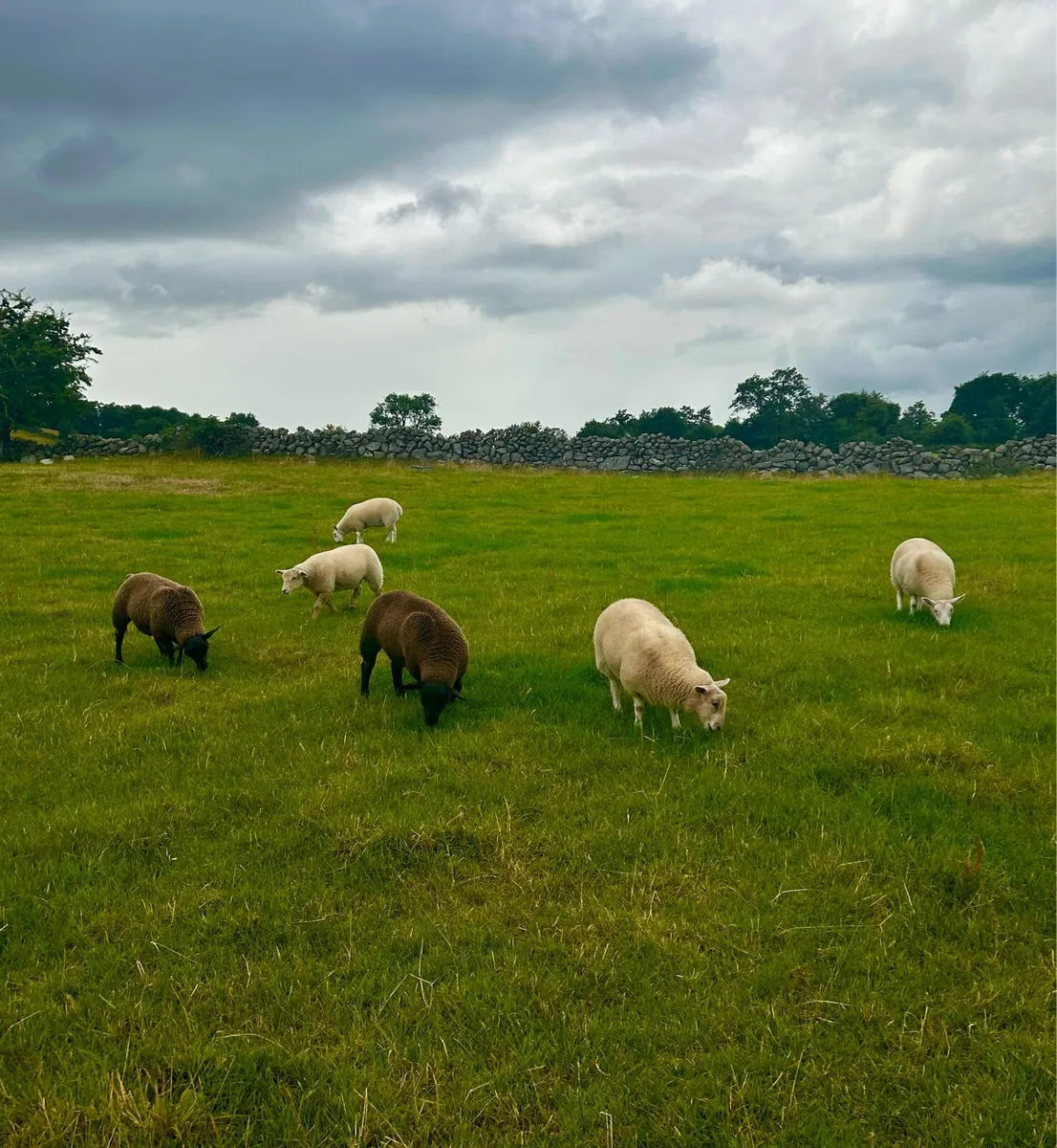 Quality ewe lambs - Image 1