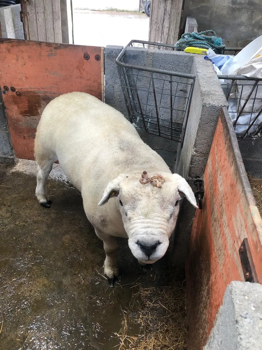 Purebred Registered Texel Ram - Image 4