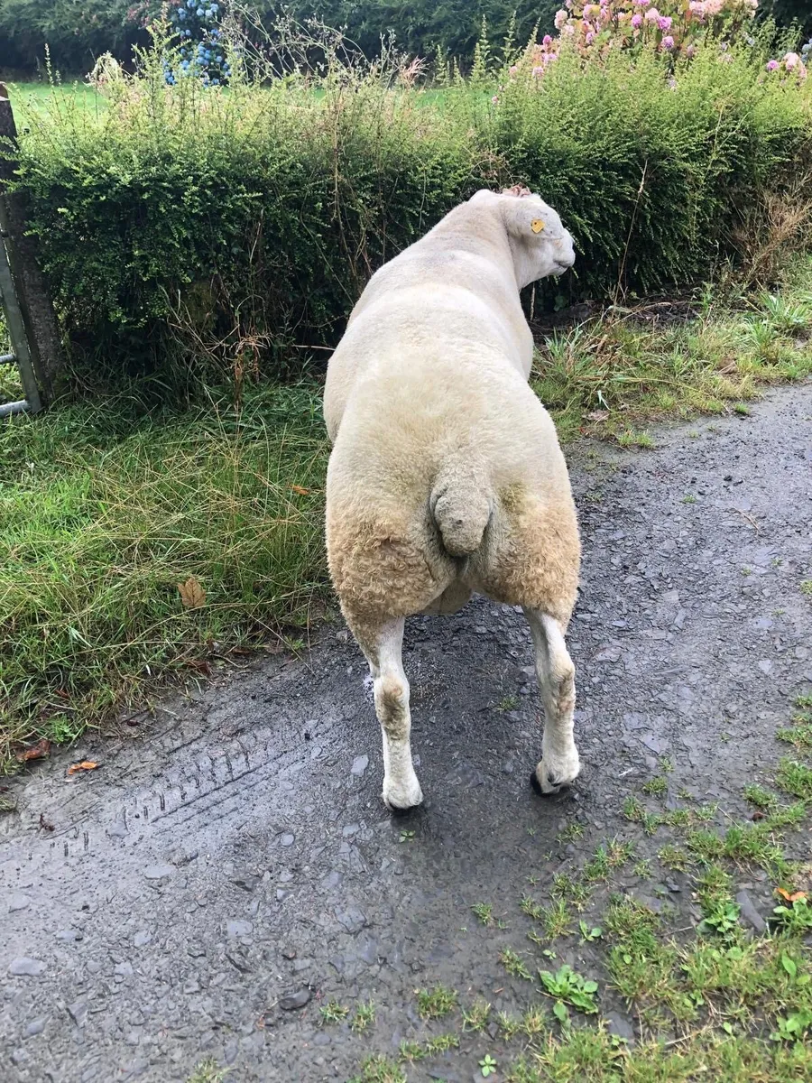 Purebred Registered Texel Ram - Image 3