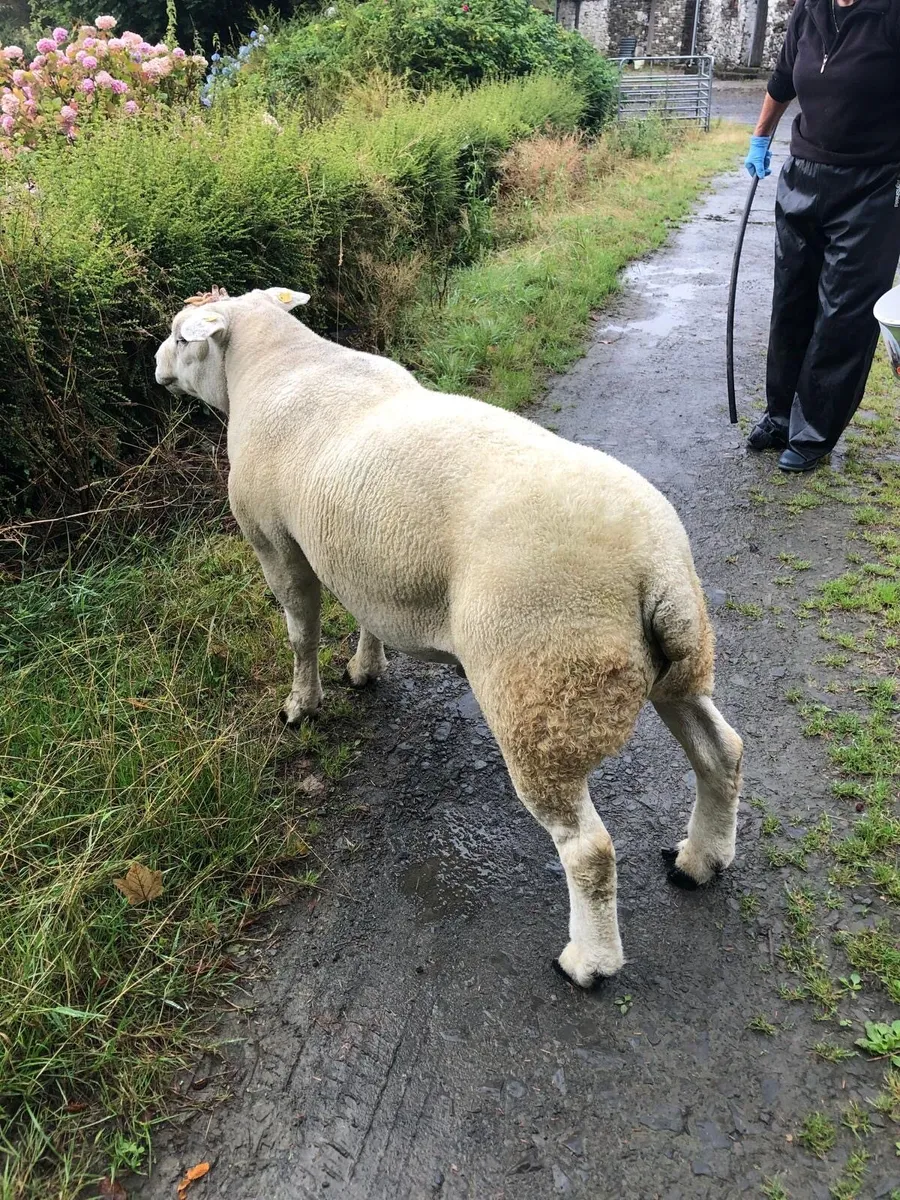 Purebred Registered Texel Ram - Image 1