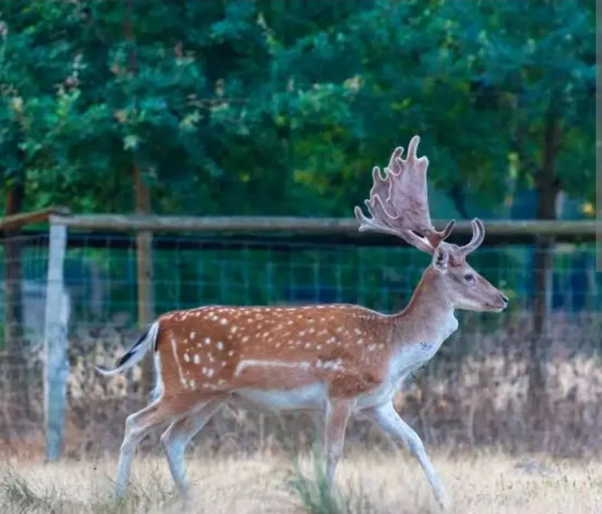 Deer management -free