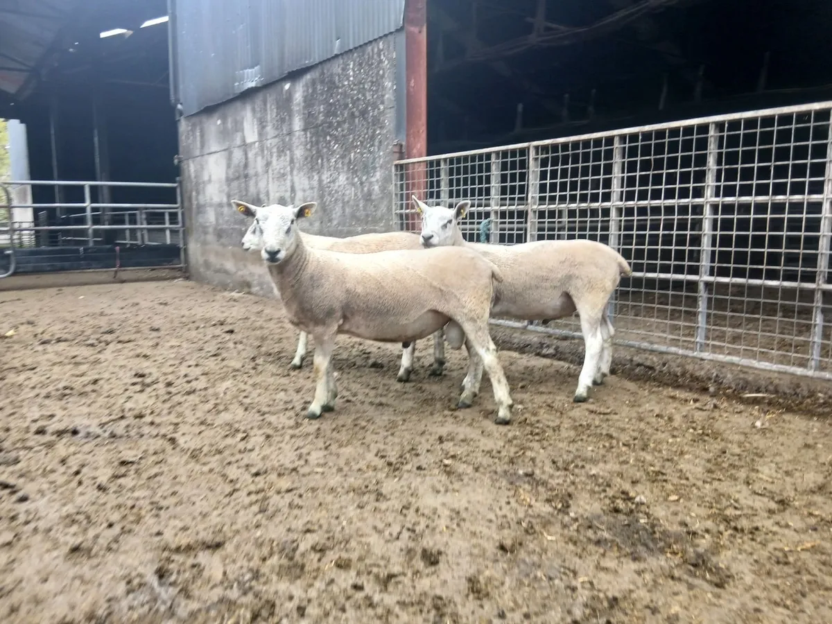 Aberfield Hogget Rams - Image 1