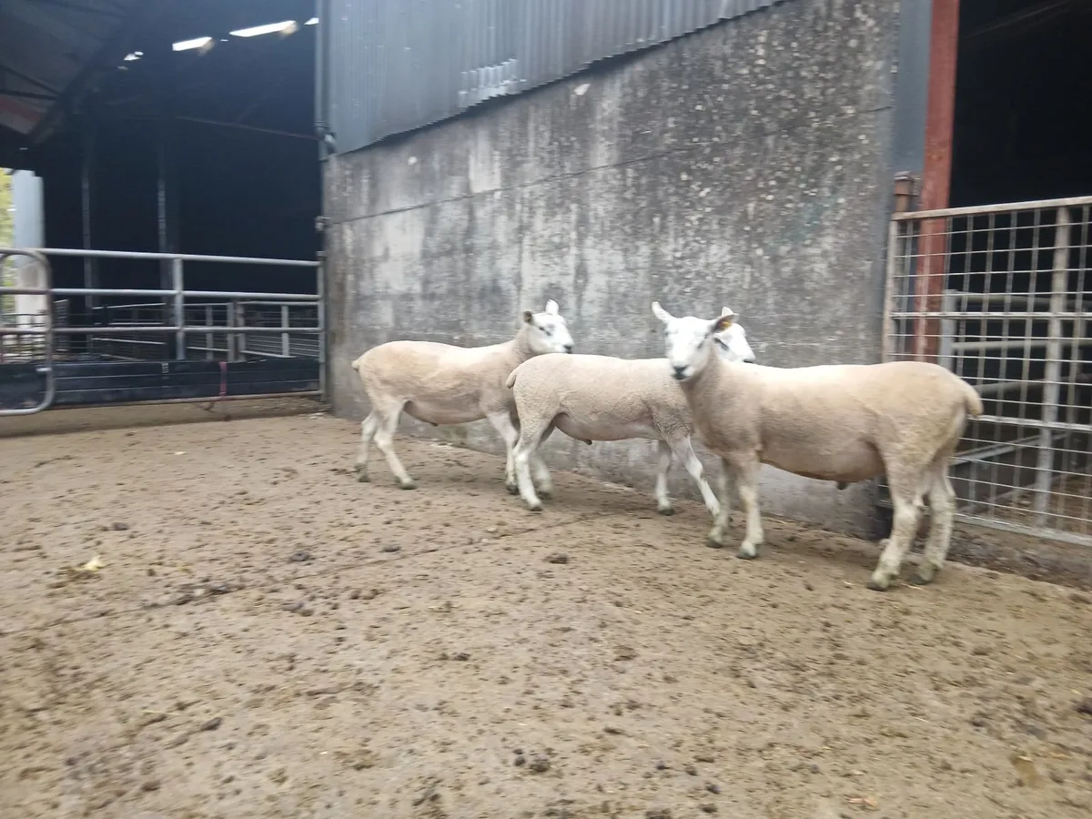 Aberfield Hogget Rams - Image 2